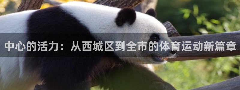 181熊猫体育